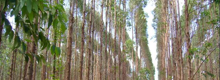 banner-4.jpg